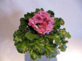 dimetris.ru:цветы:r.holtkamp:optimara_everrejoice_2.jpg