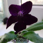 dimetris.ru:цветы:r.robinson:bristols_blackbird.jpg