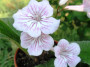 dimetris.ru:цветы:r.robinson:bristols_cotton_candy_2.jpg