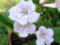 dimetris.ru:цветы:r.robinson:bristols_cotton_candy_2.jpg