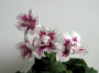 dimetris.ru:цветы:r.robinson:bristols_mei_lee_2.jpg