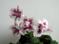 dimetris.ru:цветы:r.robinson:bristols_mei_lee_2.jpg