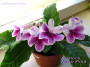 dimetris.ru:цветы:r.robinson:bristols_nose_print.jpg