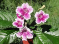 dimetris.ru:цветы:r.robinson:bristols_petticoats_2.jpg