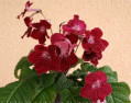 dimetris.ru:цветы:r.robinson:bristols_red_typhoon.jpg
