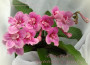 dimetris.ru:цветы:r.robinson:bristols_ribbon_candy.jpg