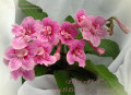 dimetris.ru:цветы:r.robinson:bristols_ribbon_candy.jpg