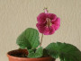 dimetris.ru:цветы:r.robinson:bristols_sixth_scents.jpg
