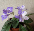 dimetris.ru:цветы:r.robinson:bristols_surprise_party_2.jpg