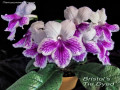 dimetris.ru:цветы:r.robinson:bristols_tie_dyed.jpg