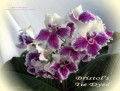 dimetris.ru:цветы:r.robinson:bristols_tie_dyed_2.jpg