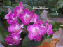 dimetris.ru:цветы:r.robinson:bristols_tiger_lily.jpg