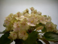 dimetris.ru:цветы:r.robinson:robs_antique_rose.jpg