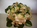 dimetris.ru:цветы:r.robinson:robs_antique_rose_2.jpg