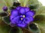 dimetris.ru:цветы:r.robinson:robs_blue_cat.jpg