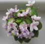 dimetris.ru:цветы:r.robinson:robs_boolaroo_2.jpg