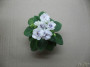 dimetris.ru:цветы:r.robinson:robs_cotton_ball_2.jpg