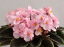 dimetris.ru:цветы:r.robinson:robs_perfect_peach.jpg