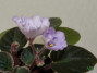 dimetris.ru:цветы:r.robinson:robs_pewter_bells_2.jpg