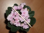 dimetris.ru:цветы:r.robinson:robs_twinkle_pink_2.jpg
