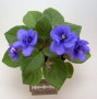 dimetris.ru:цветы:r.robinson:robs_voodoo_blue.jpg