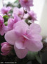 dimetris.ru:цветы:r.robinson:robs_wooloomooloo_2.jpg