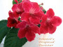 dimetris.ru:цветы:robinson:bristols_tropical_twister.jpg