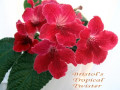 dimetris.ru:цветы:robinson:bristols_tropical_twister.jpg