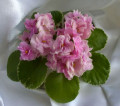 dimetris.ru:цветы:robinson:mas_easter_parade.jpg