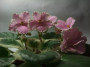 dimetris.ru:цветы:robinson:mas_easter_parade_2.jpg