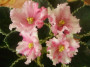 dimetris.ru:цветы:robinson:mas_watermelon-sport.jpg