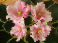 dimetris.ru:цветы:robinson:mas_watermelon-sport.jpg