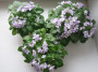 dimetris.ru:цветы:robinson:robs_humpty_doo_2.jpg