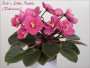 dimetris.ru:цветы:robinson:robs_little_pueblo.jpg