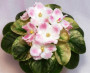 dimetris.ru:цветы:robinson:robs_scrumptious.jpg
