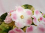 dimetris.ru:цветы:robinson:robs_scrumptious_2.jpg