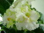 dimetris.ru:цветы:s.harrison:silverglade_apples.jpg