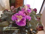 dimetris.ru:цветы:s.harrison:silverglade_rumples.jpg