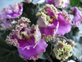 dimetris.ru:цветы:s.harrison:silverglade_rumples_2.jpg