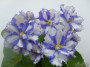 dimetris.ru:цветы:s.sorano:arctic_frost-химера.jpg