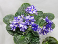 dimetris.ru:цветы:s.sorano:arctic_frost-химера_2.jpg