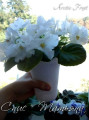 dimetris.ru:цветы:s.sorano:arctic_frost.jpg