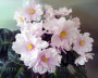 dimetris.ru:цветы:s.sorano:artists_palette_2.jpg
