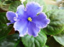 dimetris.ru:цветы:s.sorano:blue_mink.jpg