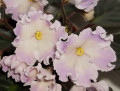 dimetris.ru:цветы:s.sorano:blushing_ivory.jpg