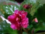 dimetris.ru:цветы:s.sorano:carribean_ice.jpg