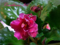 dimetris.ru:цветы:s.sorano:carribean_ice.jpg