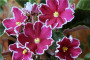 dimetris.ru:цветы:s.sorano:cherries_n_cream_2.jpg