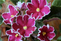 dimetris.ru:цветы:s.sorano:cherries_n_cream_2.jpg