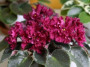 dimetris.ru:цветы:s.sorano:cinnamon_candy_2.jpg